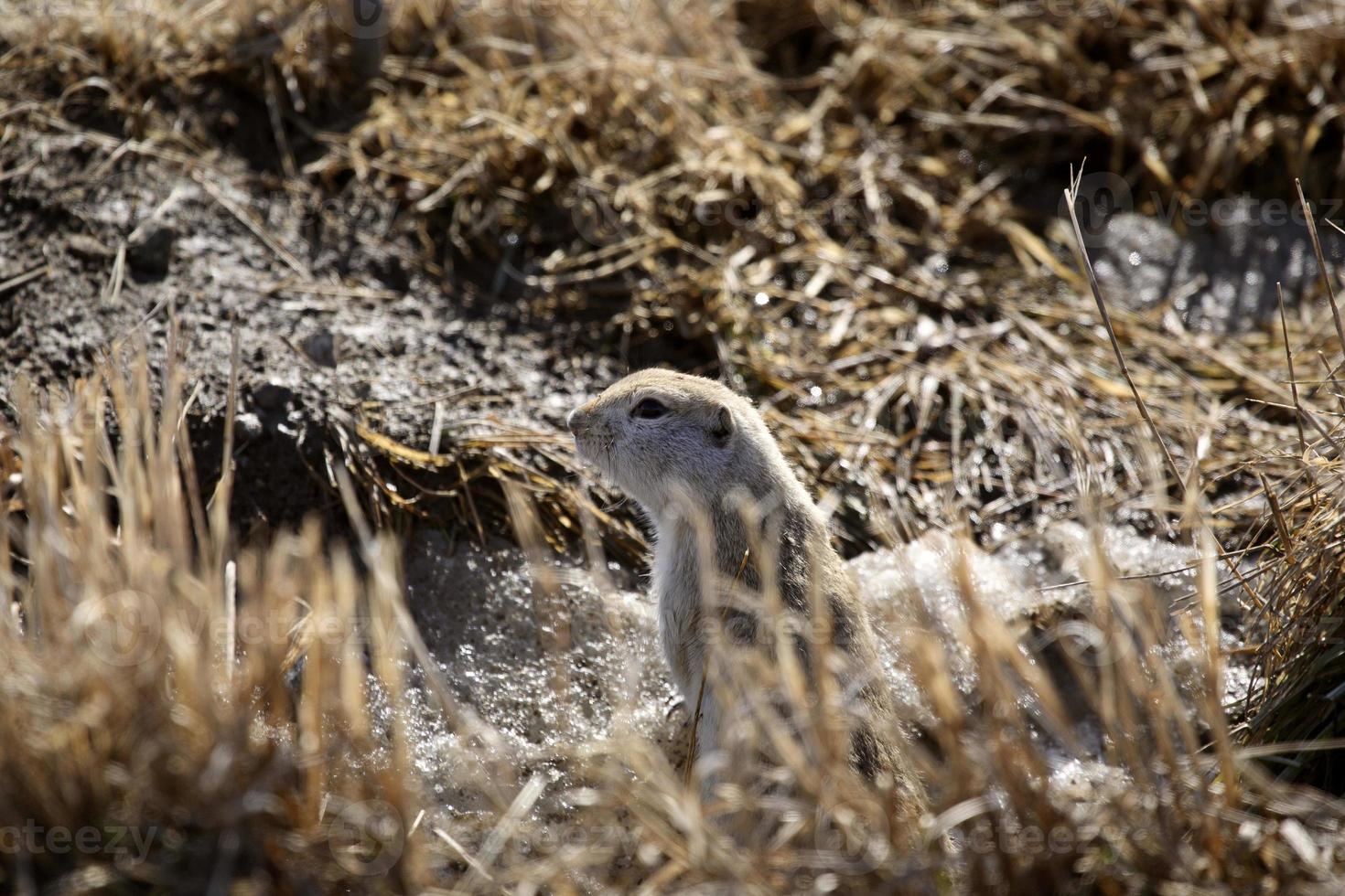 Ground Squirrel in early spring photo