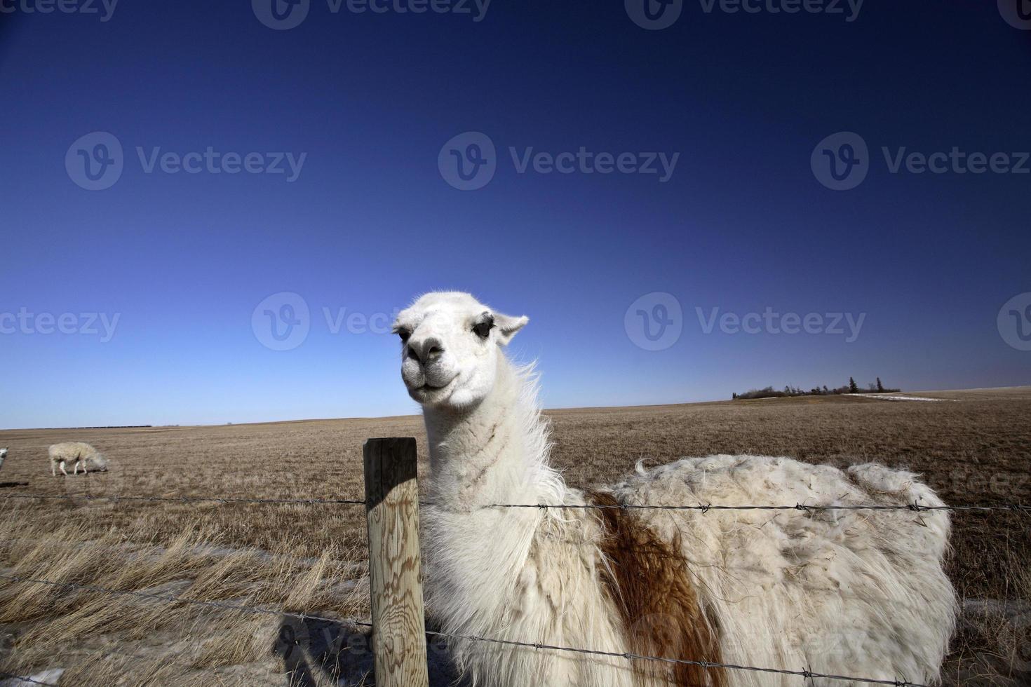 A Llama in a Saskatchewan pasture photo