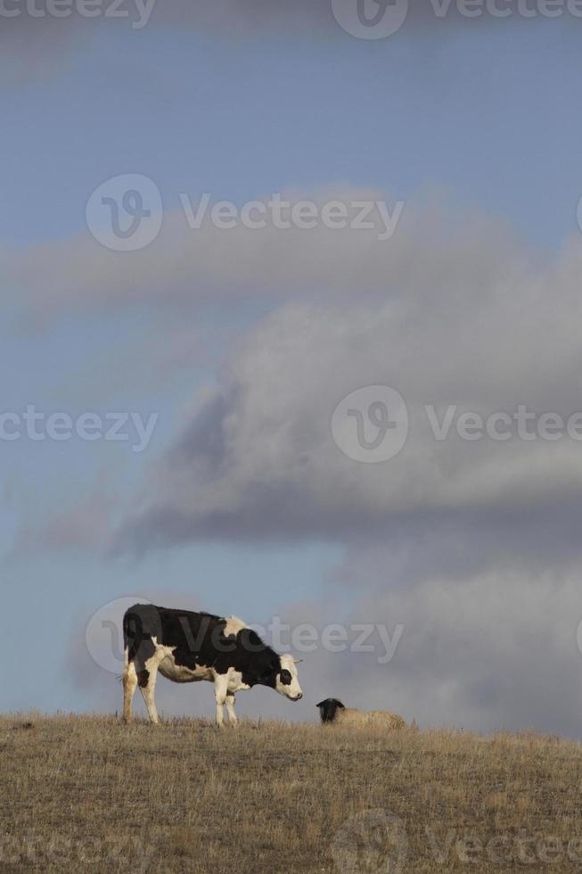 Cow grazing sheep resting on rise photo