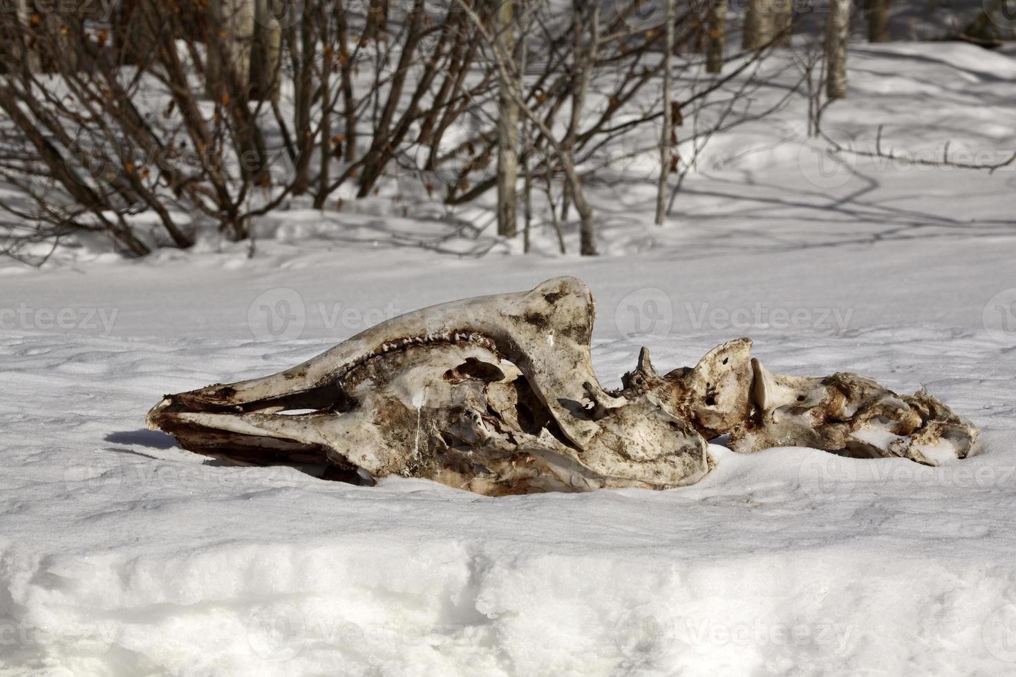 Jaw bone and spine of a slain member of the deer family photo