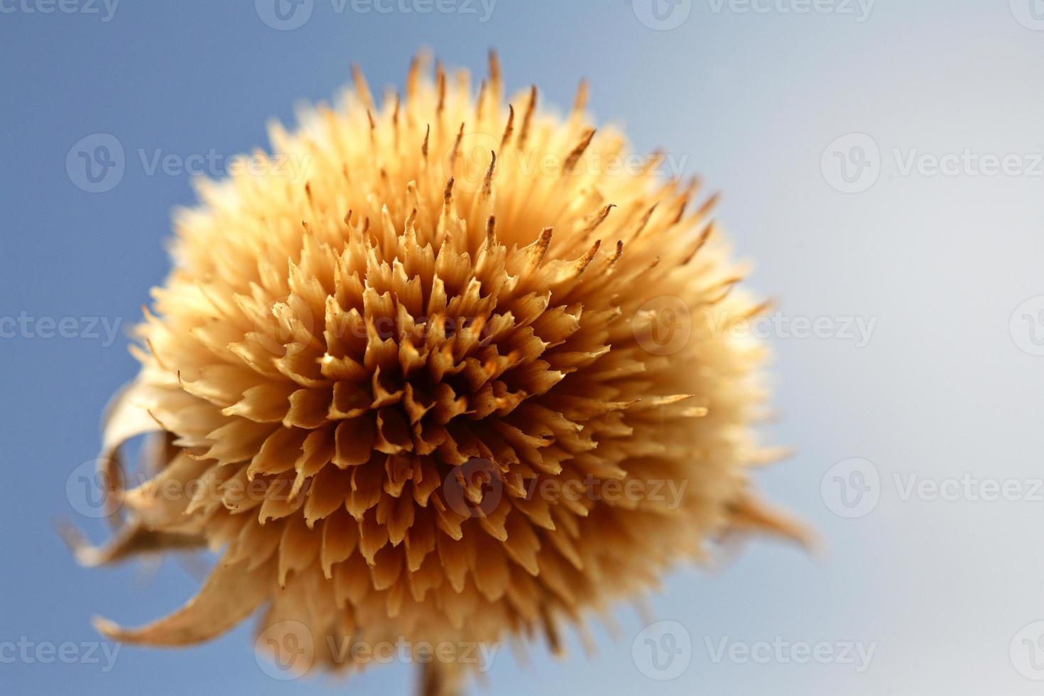 Dead Bull Thistle bloom in Saskatchewan photo