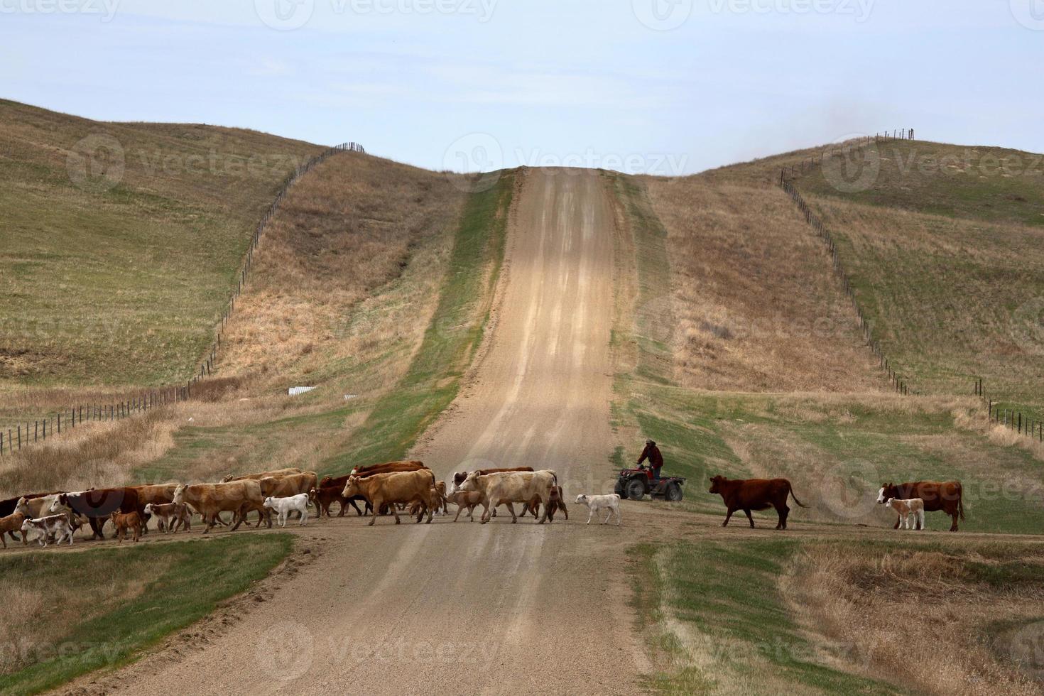 conducir ganado a nuevos pastos en saskatchewan foto