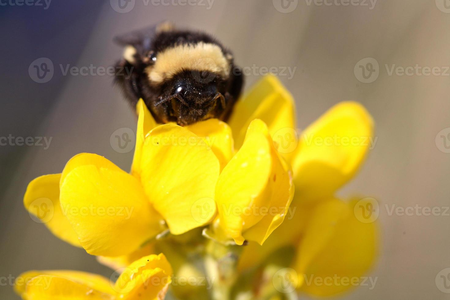 Honey bee on wildflower in Saskatchewan photo