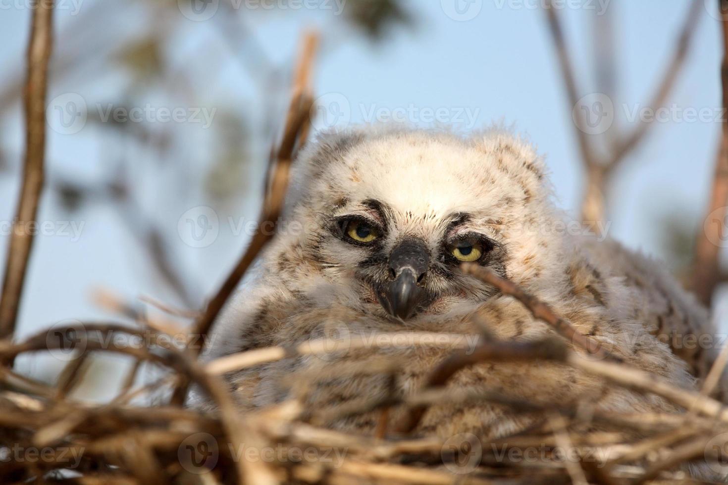 Great Horned Owlet in nest in Saskatchewan photo