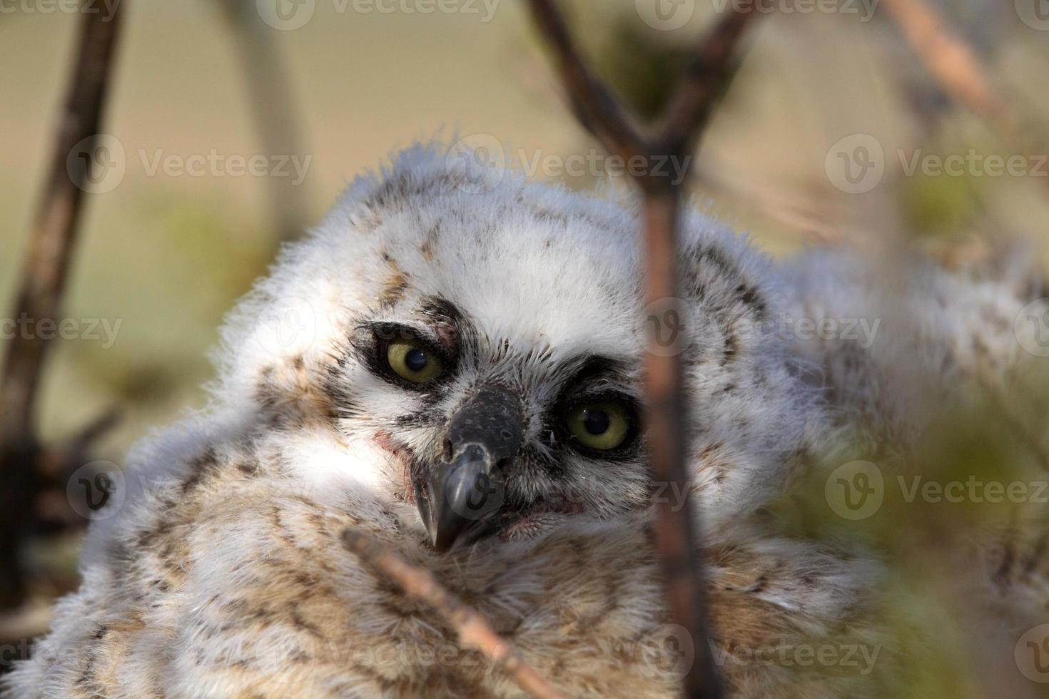 Great Horned Owlet in nest in Saskatchewan photo
