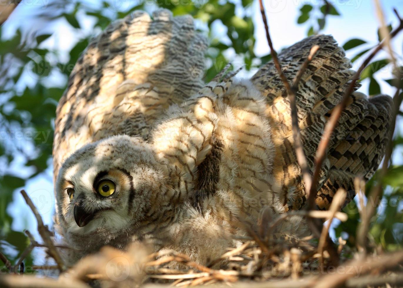 Great Horned Owlet spreading its wings in nest photo