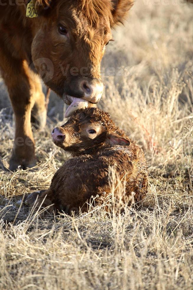 New born calf being cleaned by mother photo