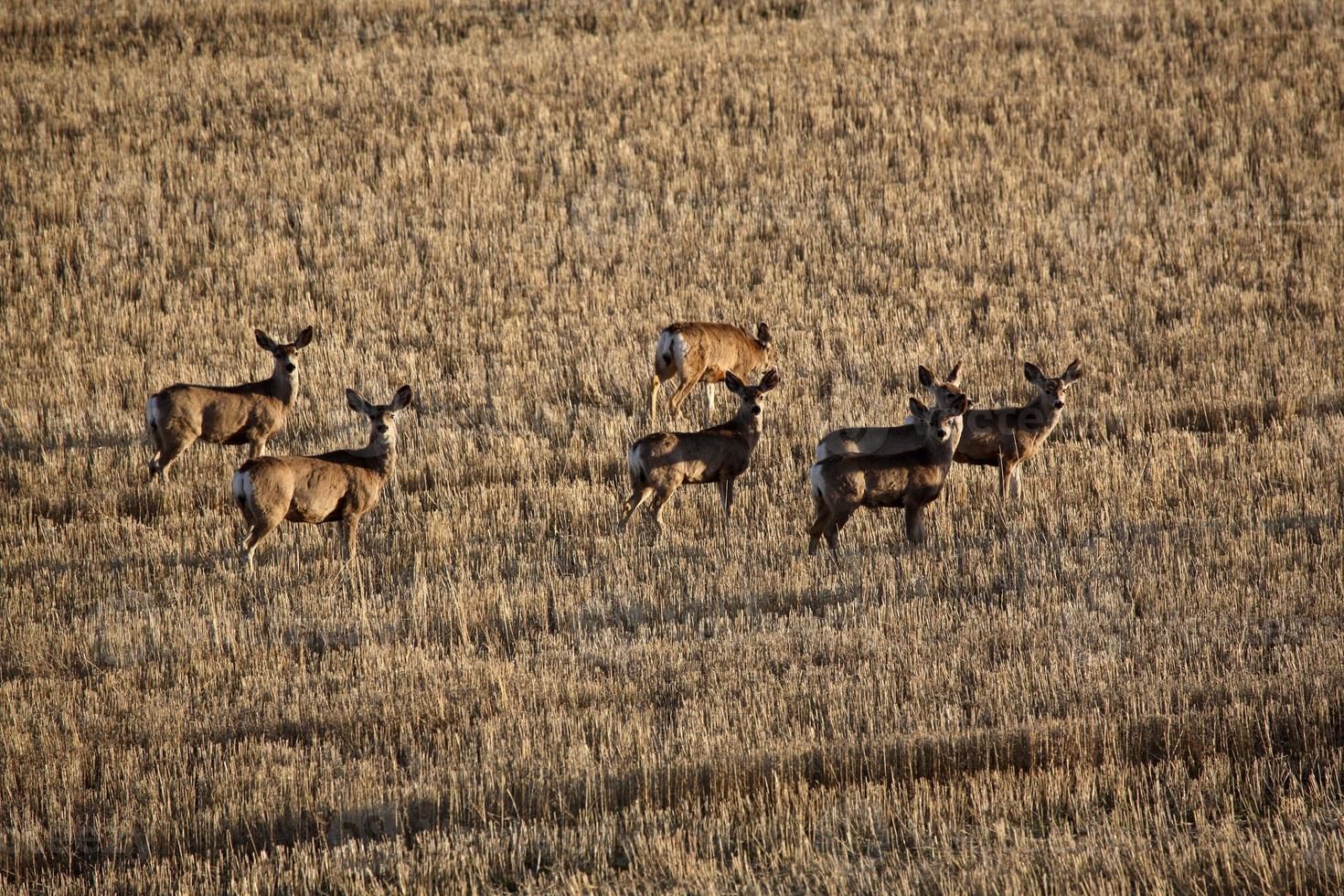 Mule Deer in spring in Saskatchewan photo