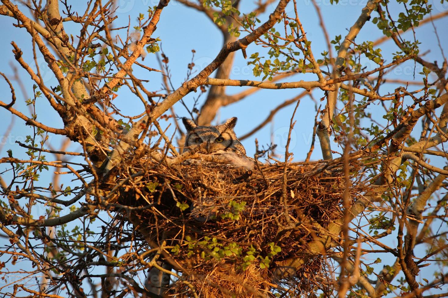 Great Horned Owl in nest photo