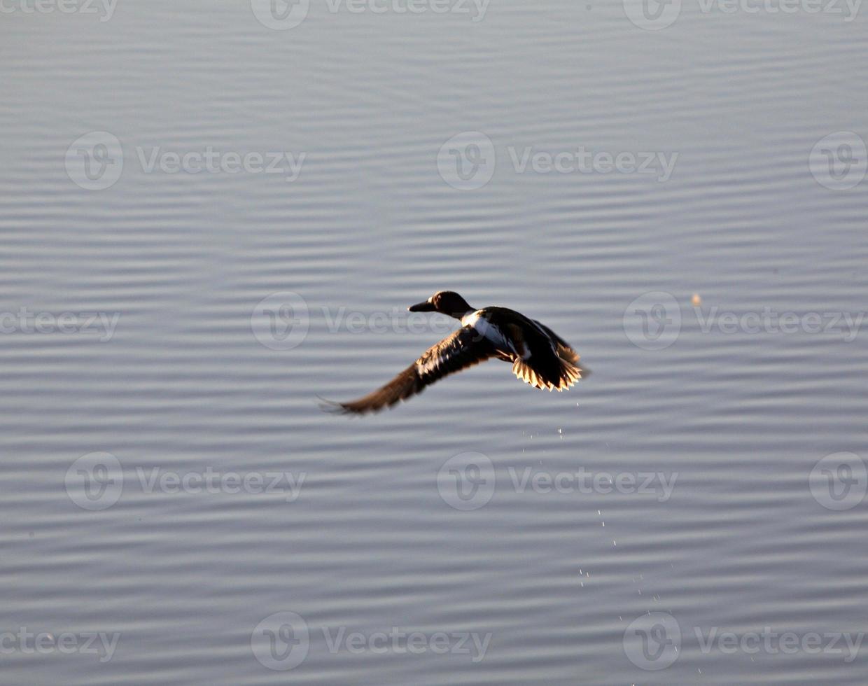 Shoveler drake takes flight from pond in Saskatchewan photo