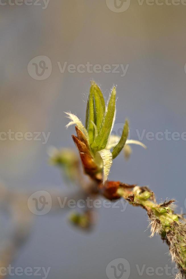 Aspen tree budding in Spring in Saskatchewan photo