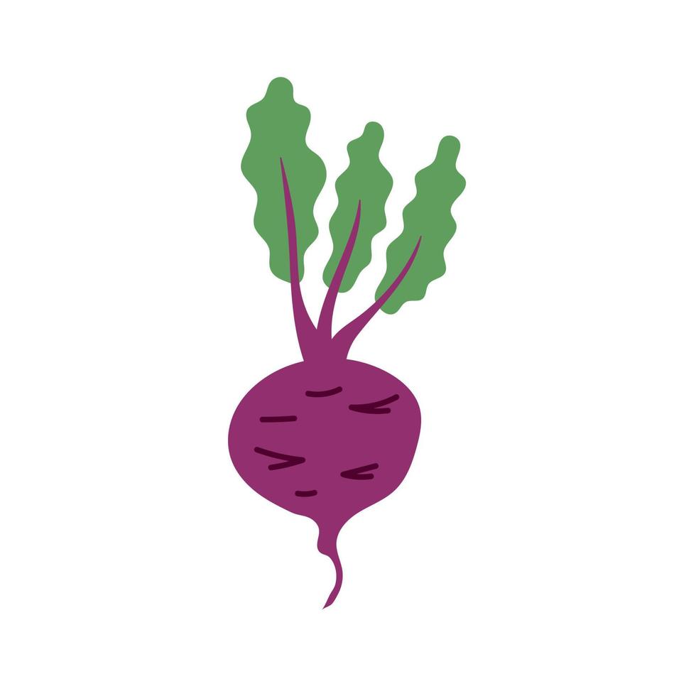 Vegetable beetroot doodle vector