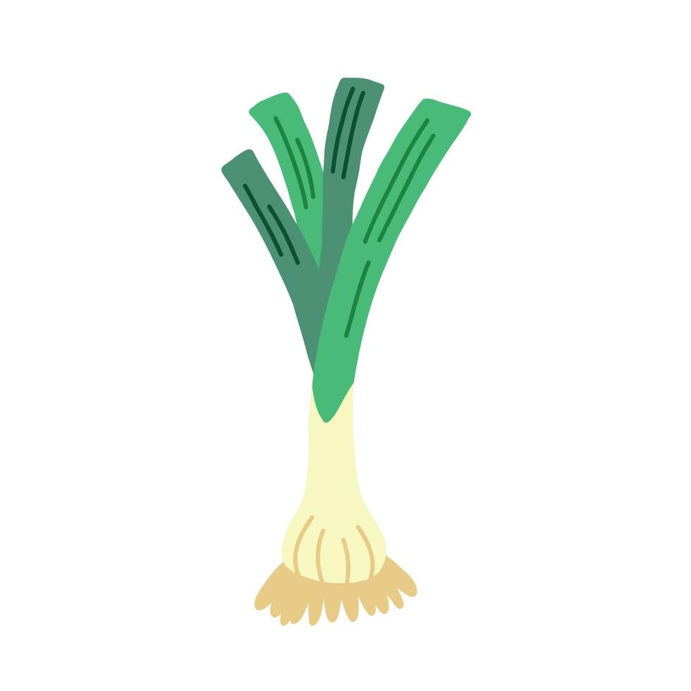 Green leeks onion vector