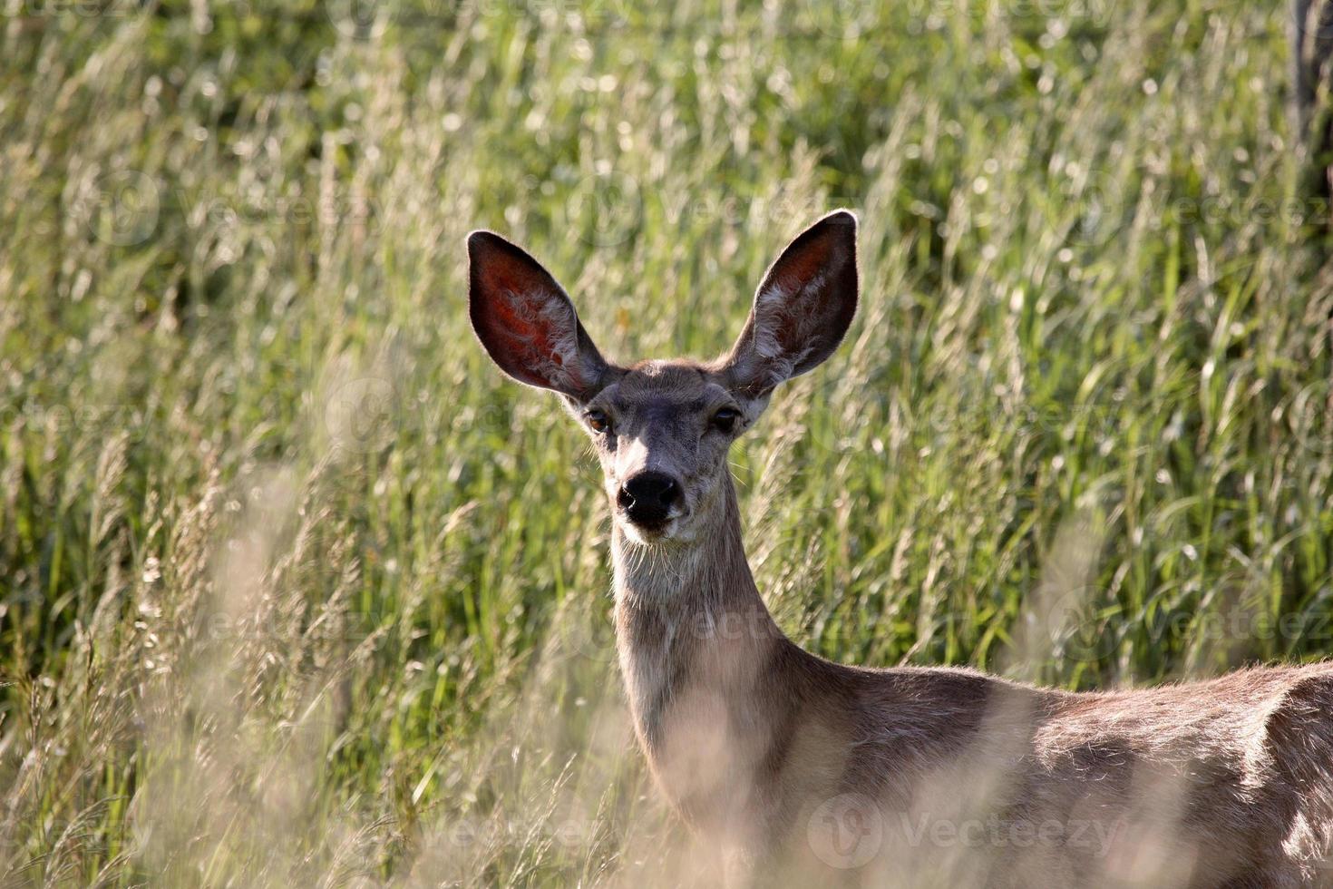 Mule Deer doe in tall Sakatchewan vegetation photo