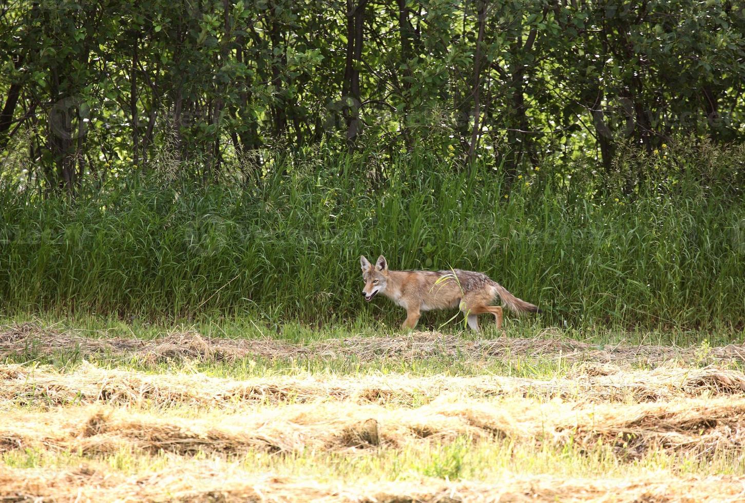 coyote joven en un campo de heno de saskatchewan foto