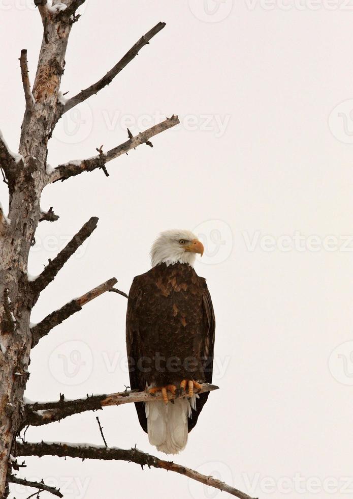 Bald Eagle perched in tree photo