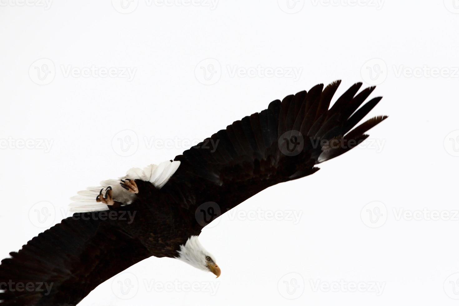 Bald Eagle in flight photo