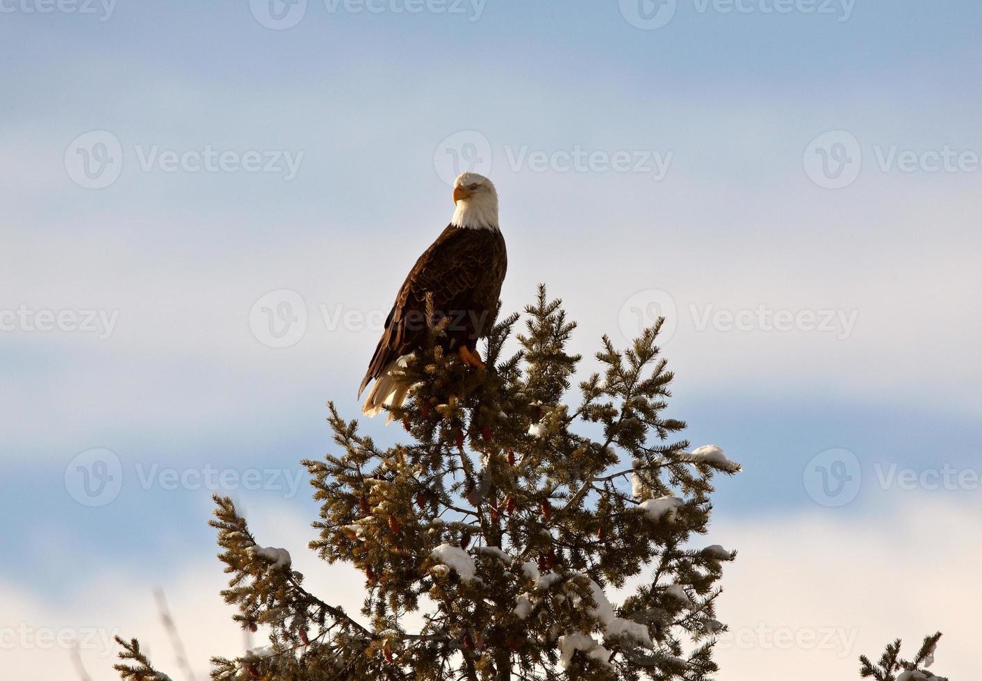 Bald Eagle perched in tree photo