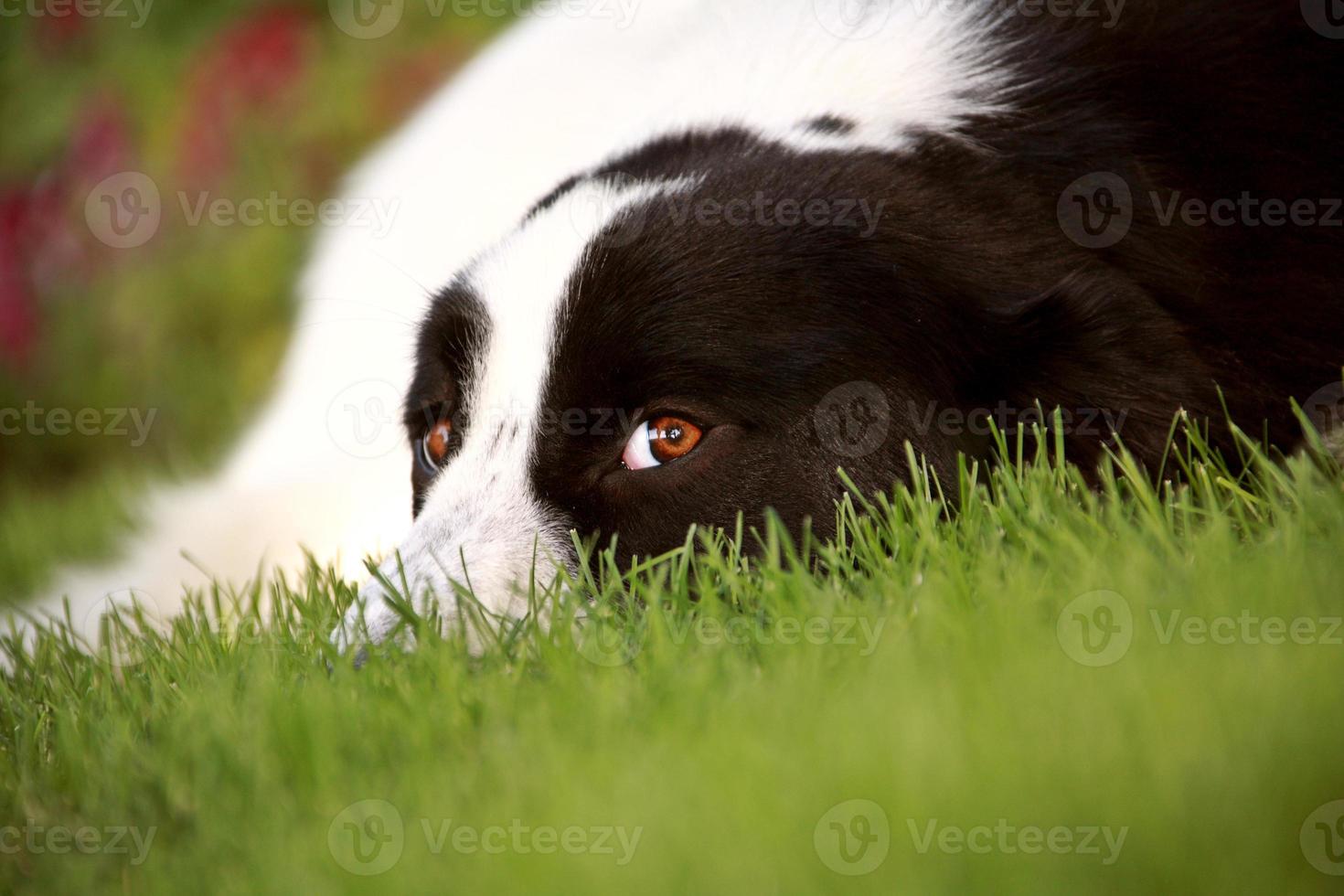 Dog on lawn eyeing the photographer photo