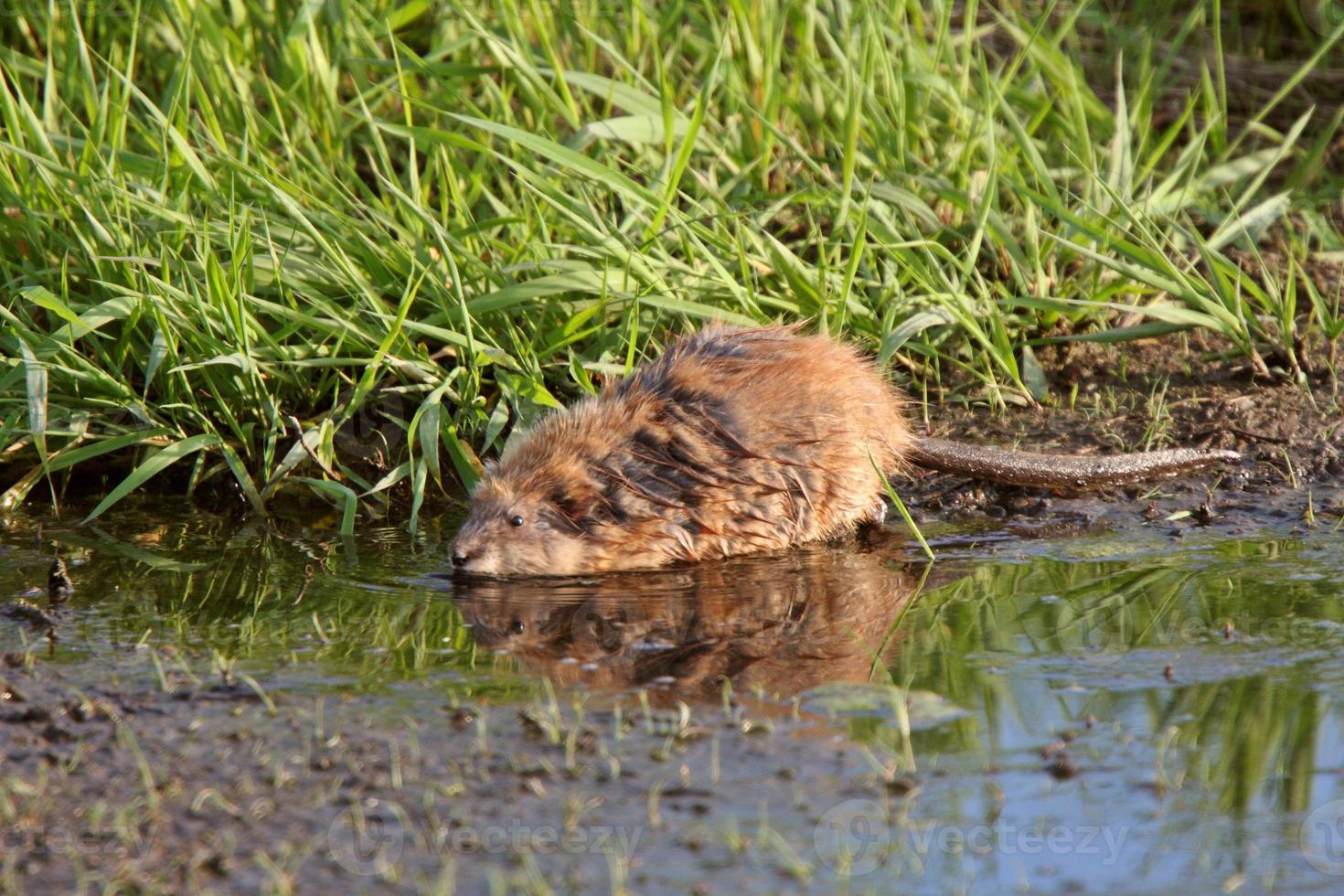 Muskrat along shore of roadside pothole photo