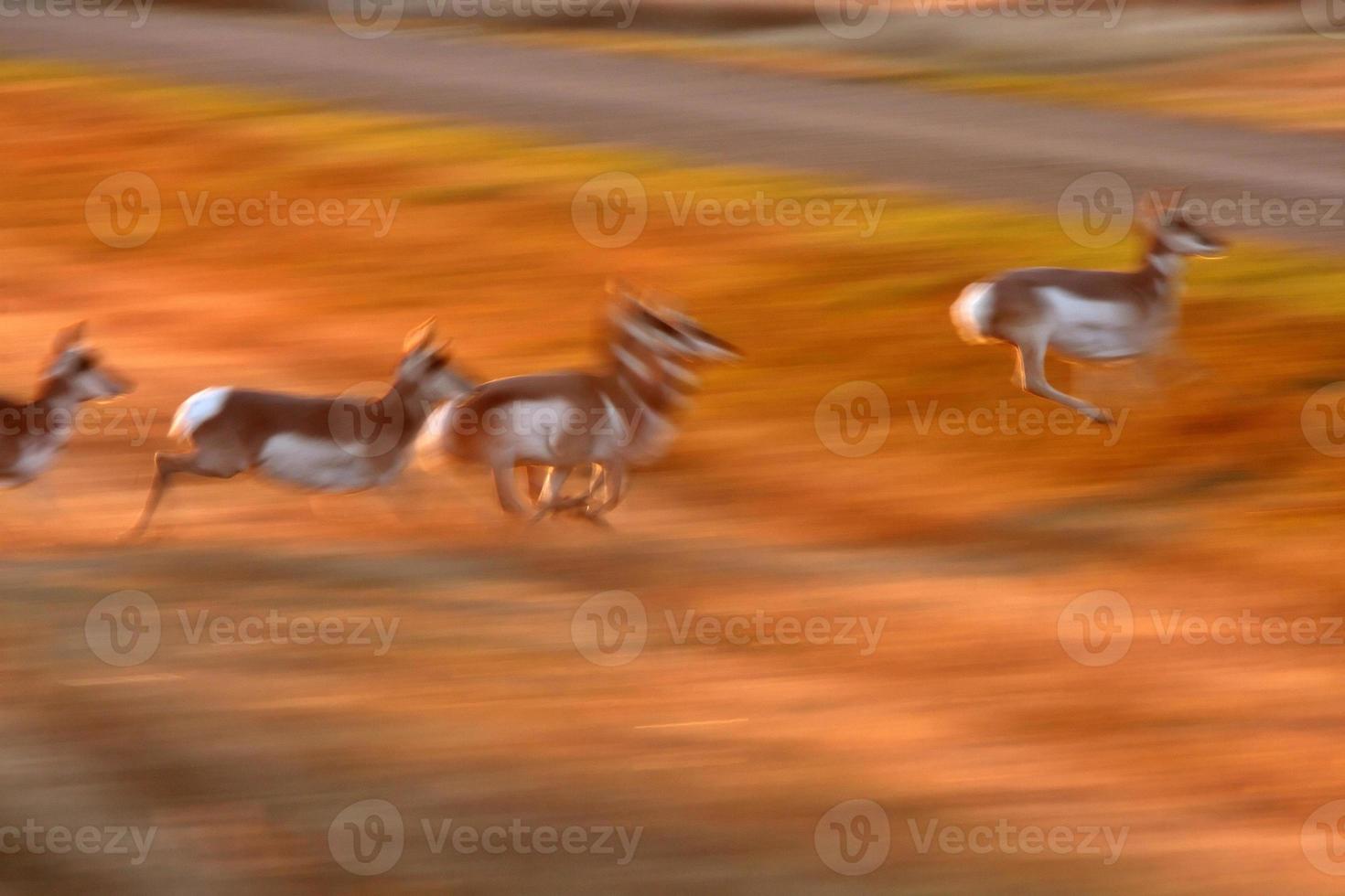 Pronghorn Antelope running through Saskatchewan field photo