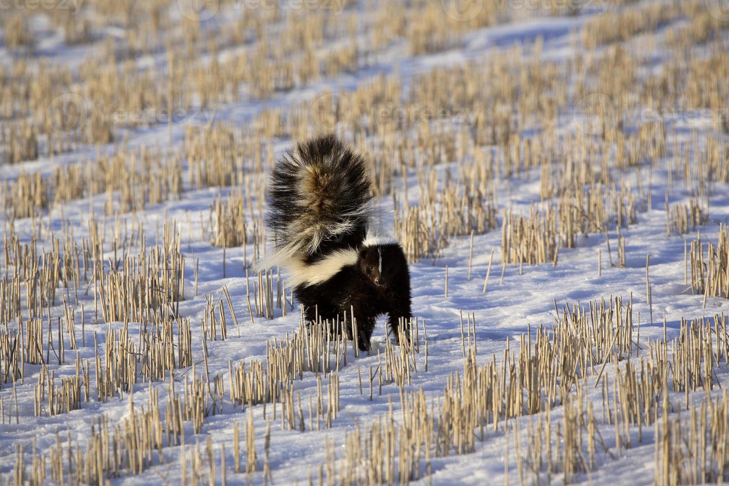 Skunk in snow covered field photo