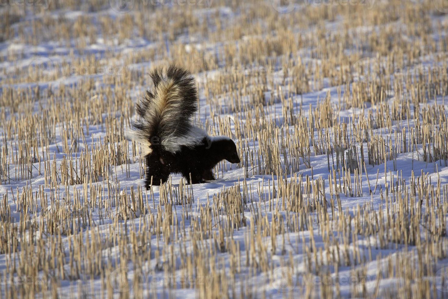 Skunk in snow covered field photo