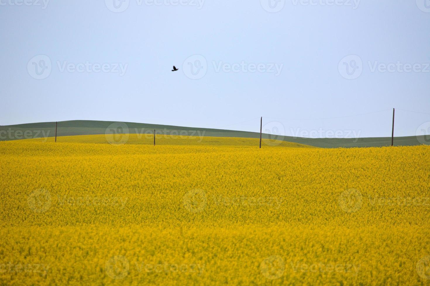 Canola crop in bloom in scenic Saskatchewan photo
