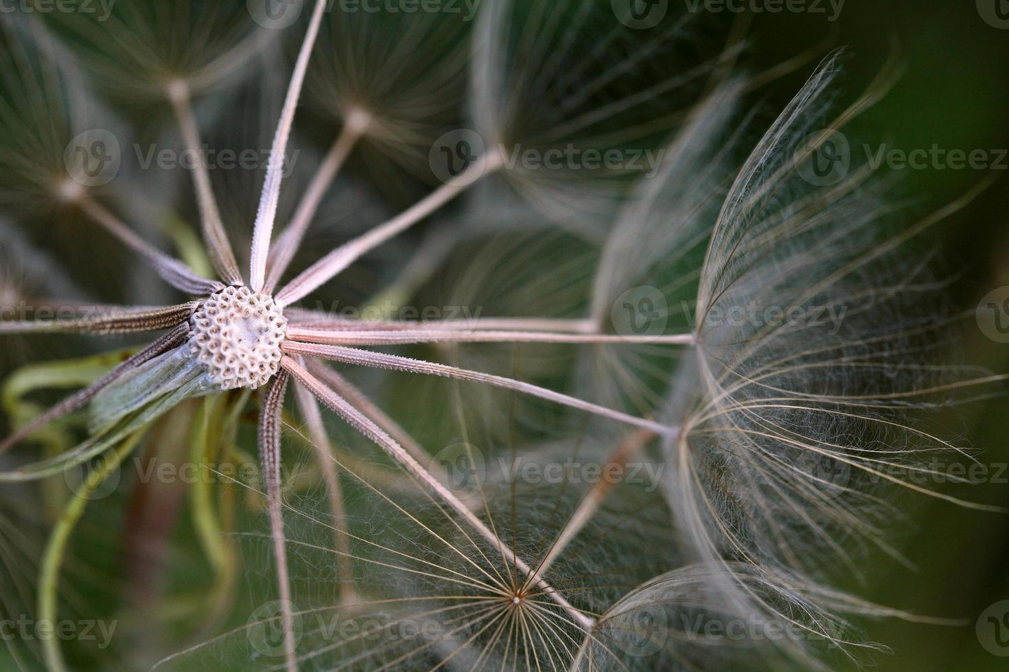 Seeds of a Goat's-beard plant in scenic Saskatchewan photo
