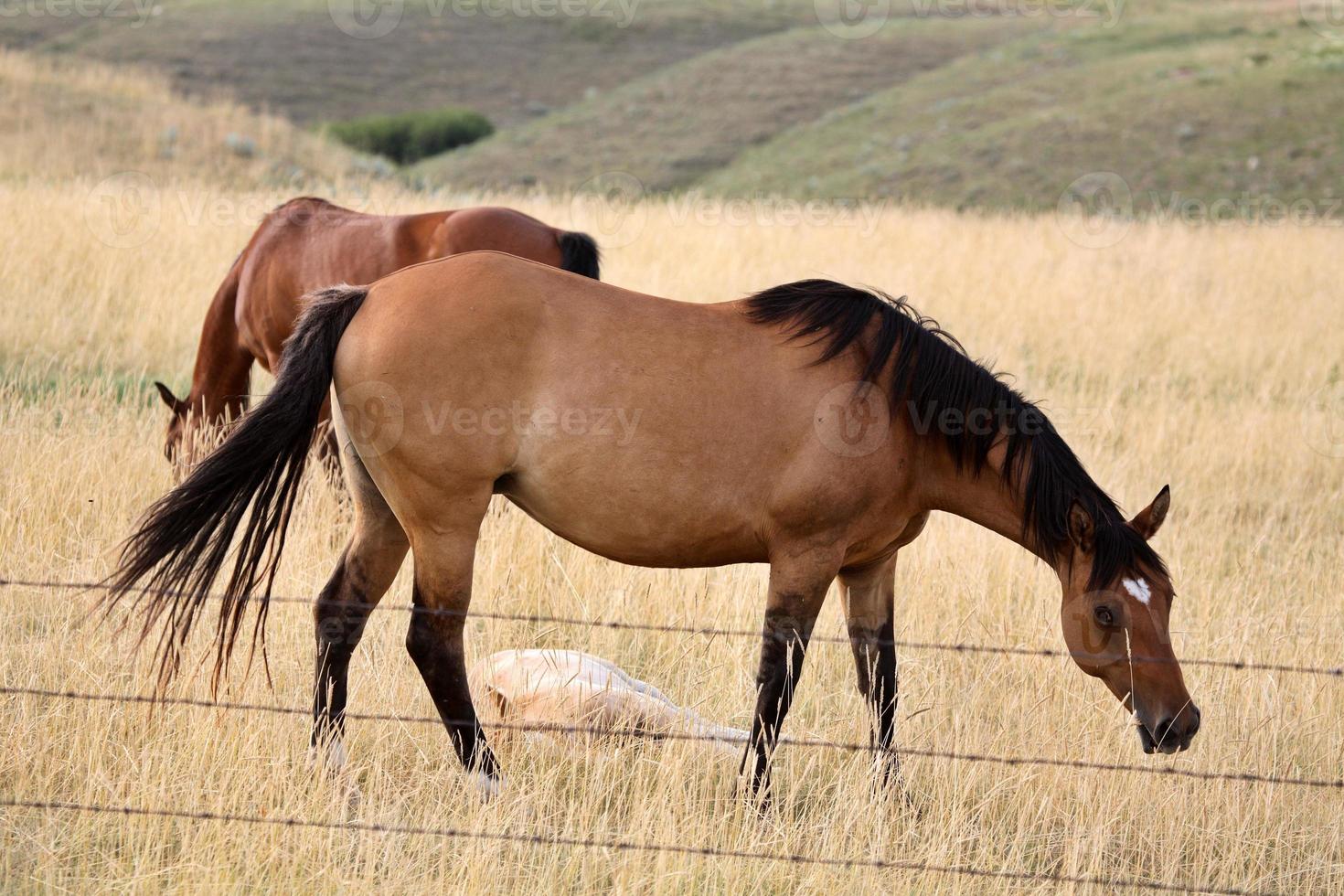 caballos pastando en un pasto de saskatchewan foto