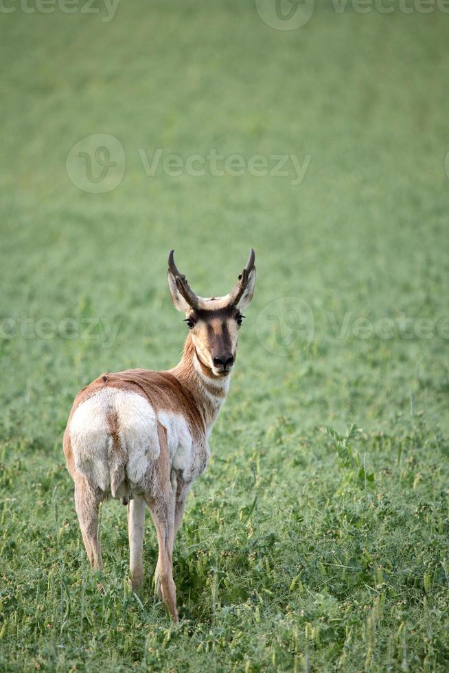 Male antelope in a Saskatchewan field of chickpeas photo