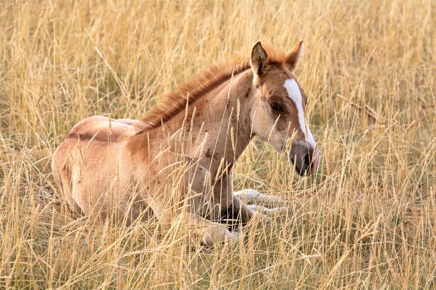 Foal resting in a Saskatchewan pasture photo