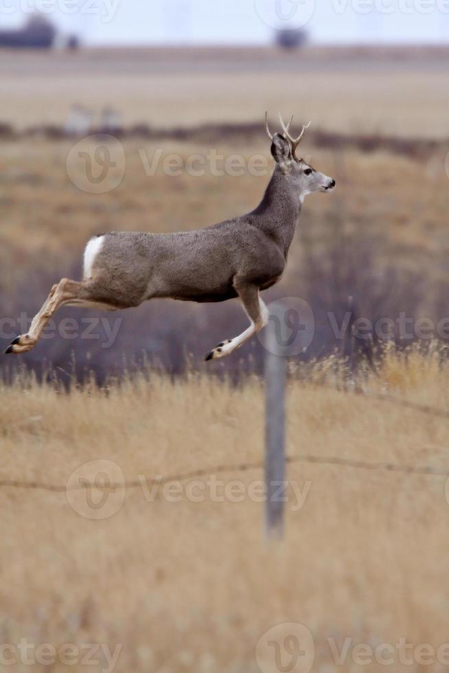 Mule Deer buck bounding over fence photo