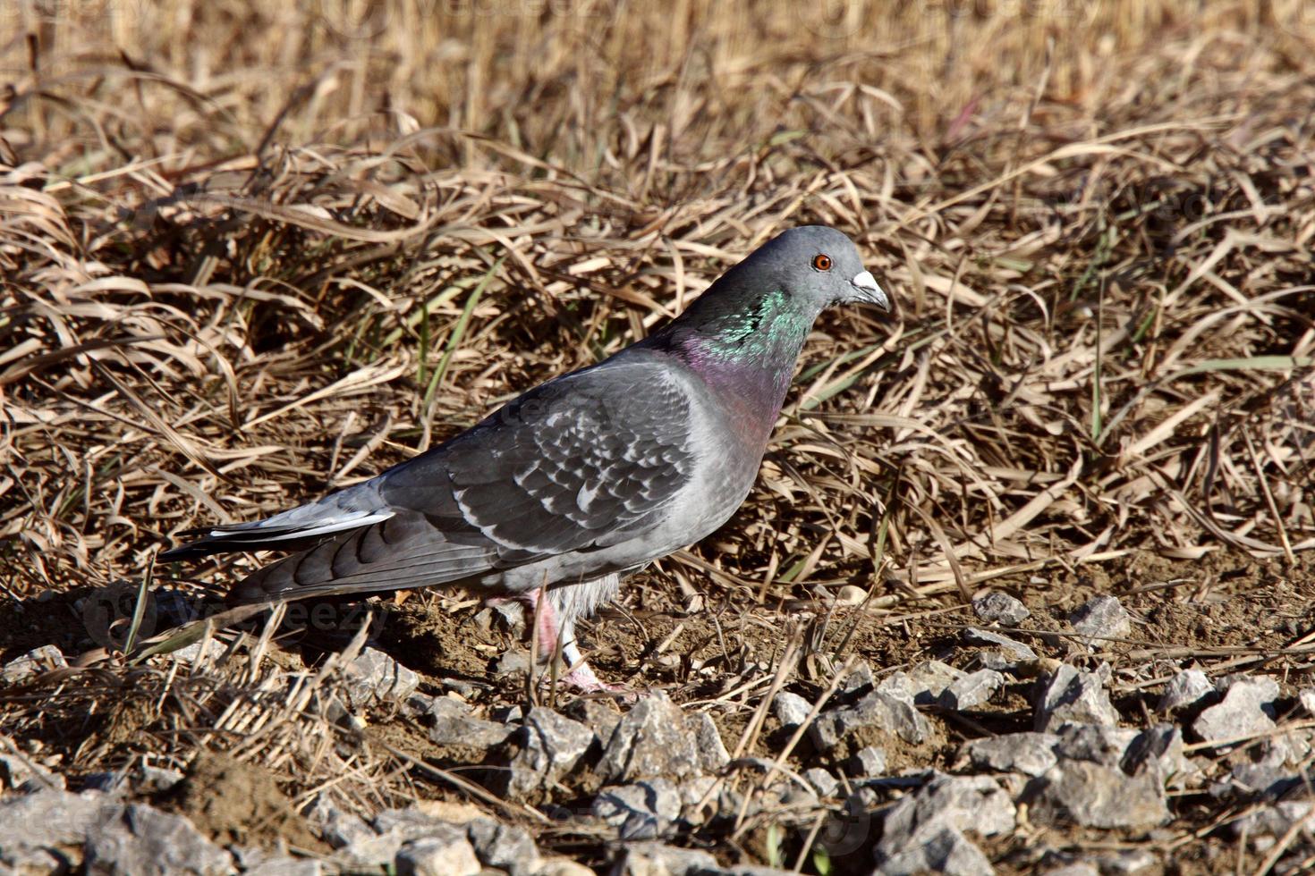 Pigeon on ground in fall photo