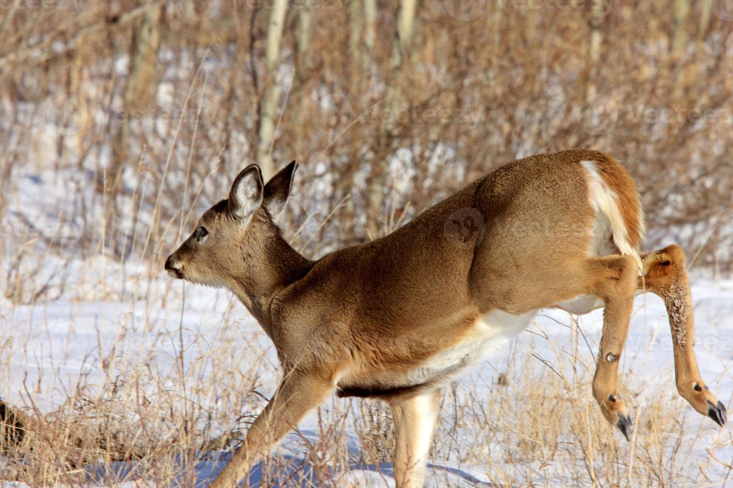 Whitetail Deer in Winter photo