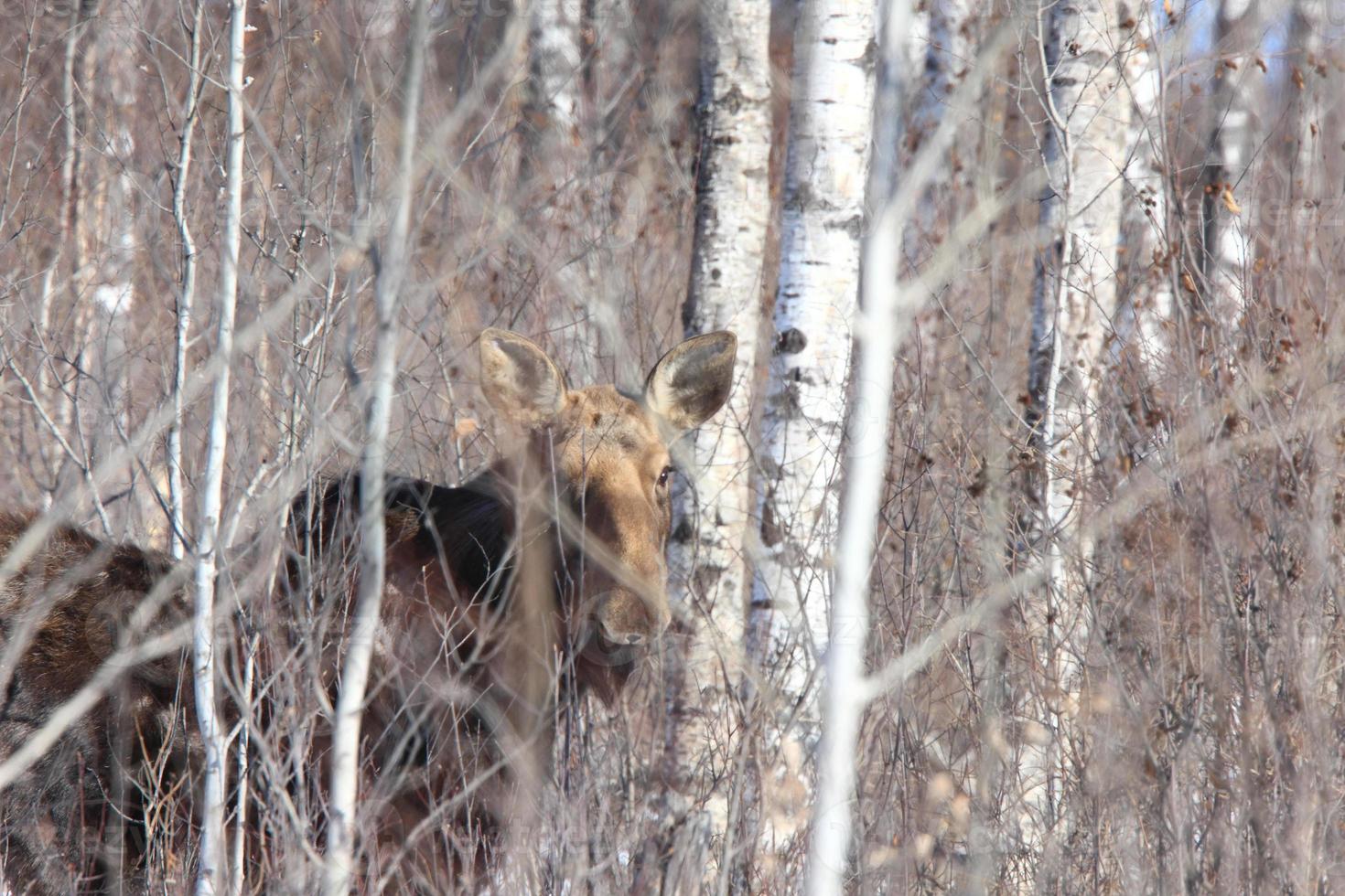 Moose in Winter Canada photo