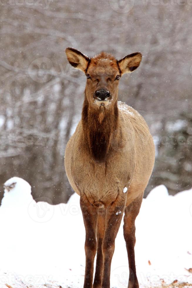 Elk in Winter Canada photo