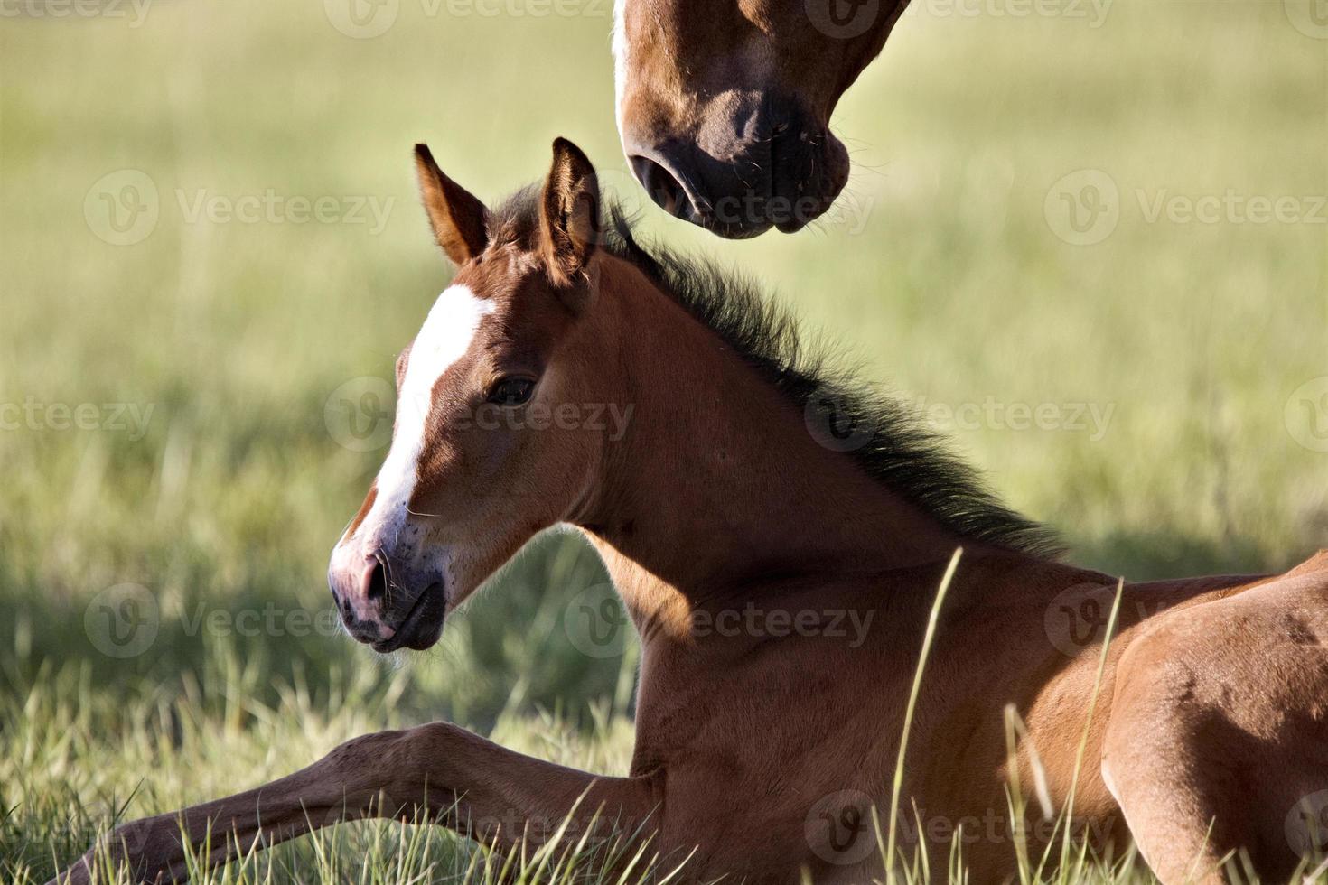 Colt newborn in field photo