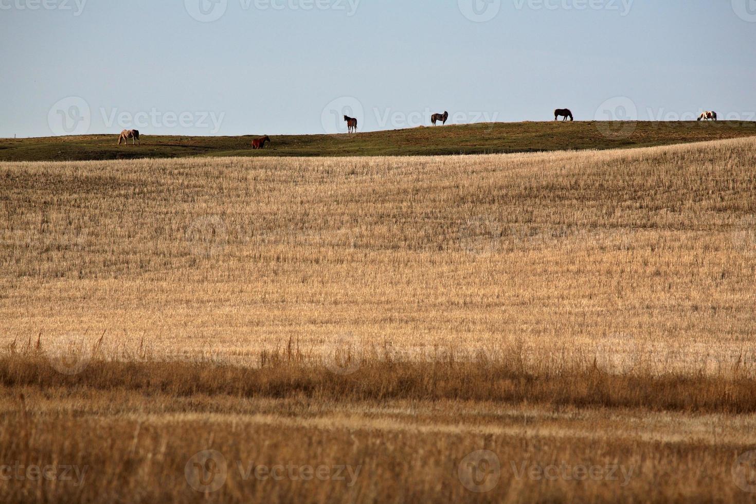 Horses grazing on a rise in Saskatchewan photo