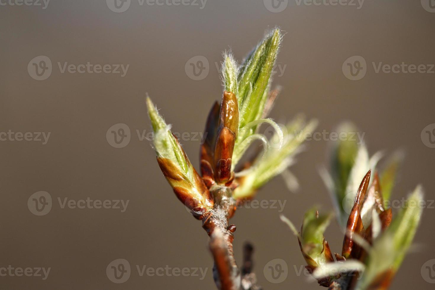 Aspen tree budding in Spring in Saskatchewan photo