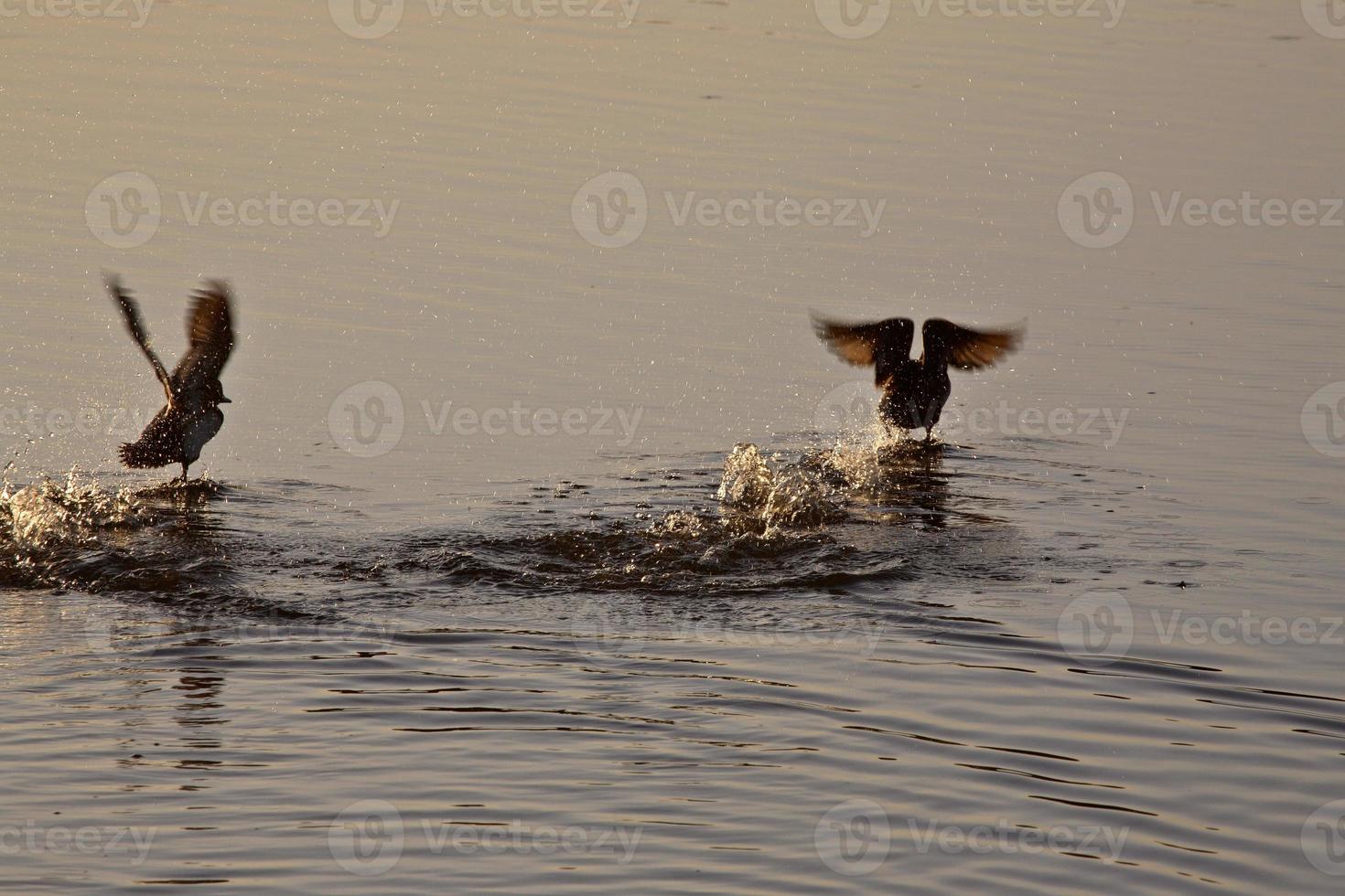 Ducks taking flight from roadside pond in Saskatchewan photo