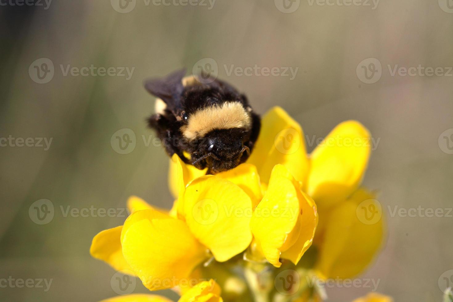 Honey bee on wildflower in Saskatchewan photo