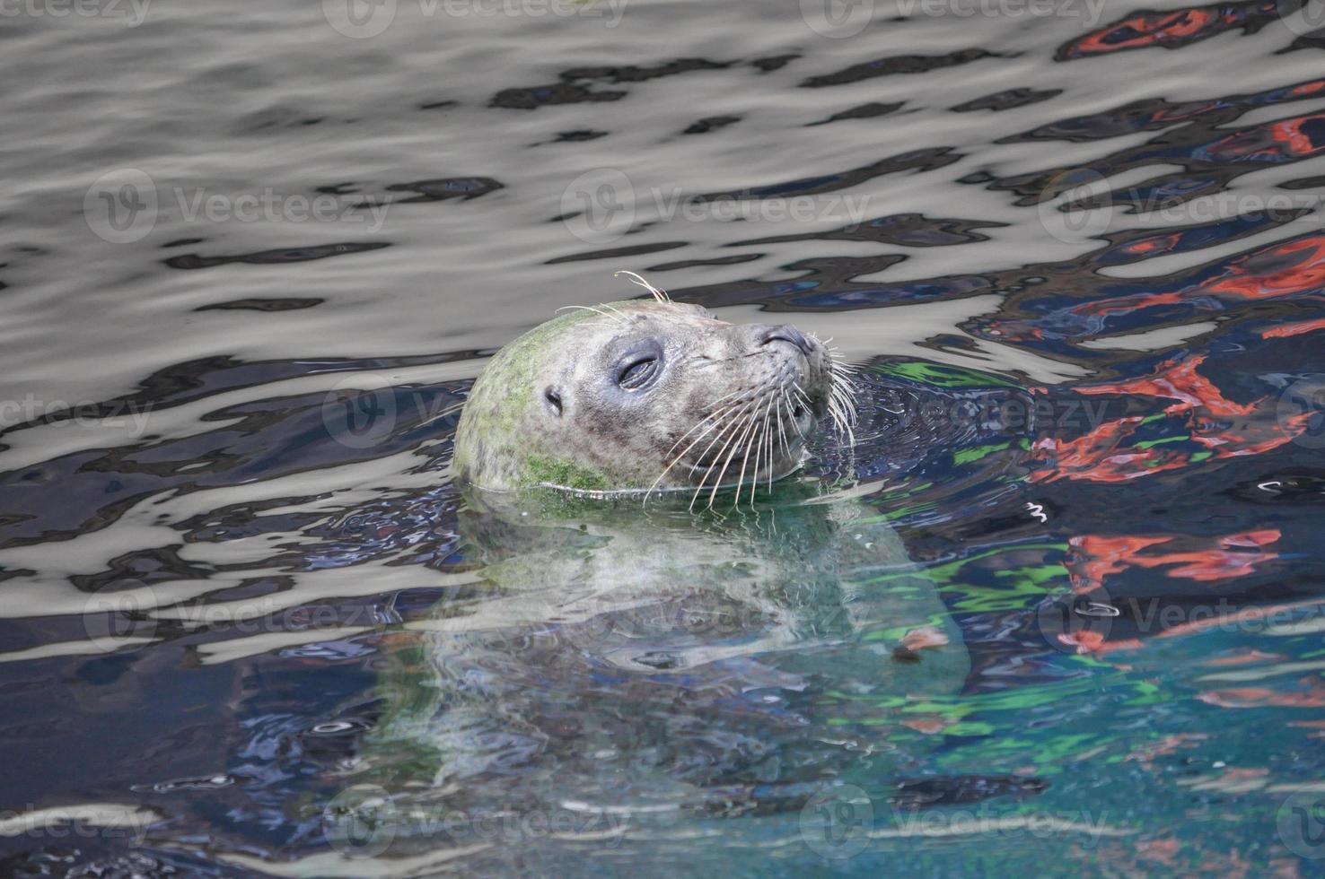 Otary mammal animal photo