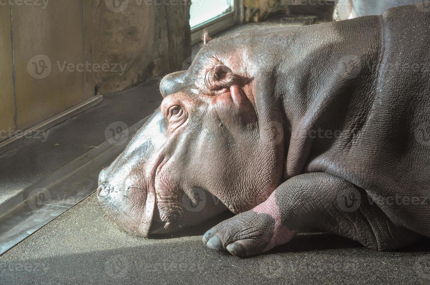 Hippopotamus mammal animal photo