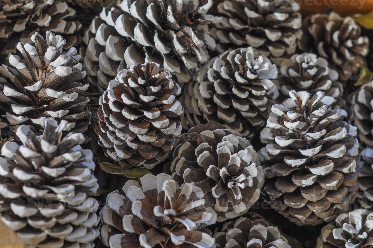 A pine cone strobilus of plants in the division Pinophyta aka co photo