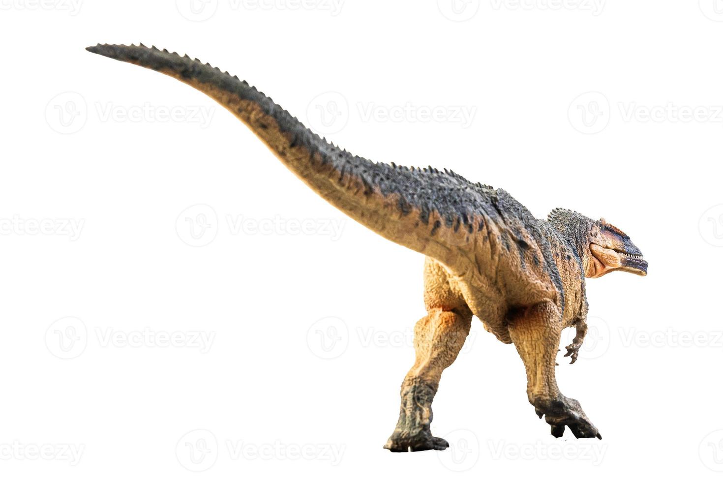Giganotosaurus   , dinosaur on white background . photo