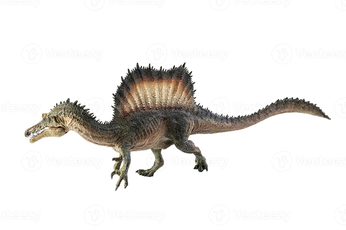 Spinosaurus , dinosaur on white background . photo