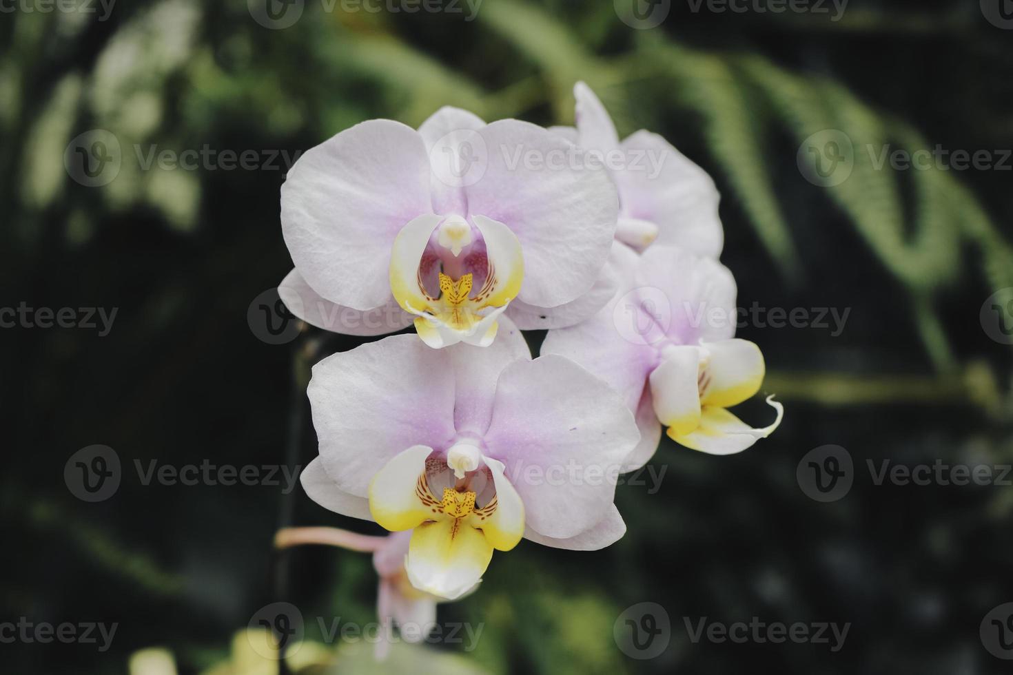 orquídeas polilla phalaenopsis, orquídea blanca y rosa. 6481402 Foto de  stock en Vecteezy