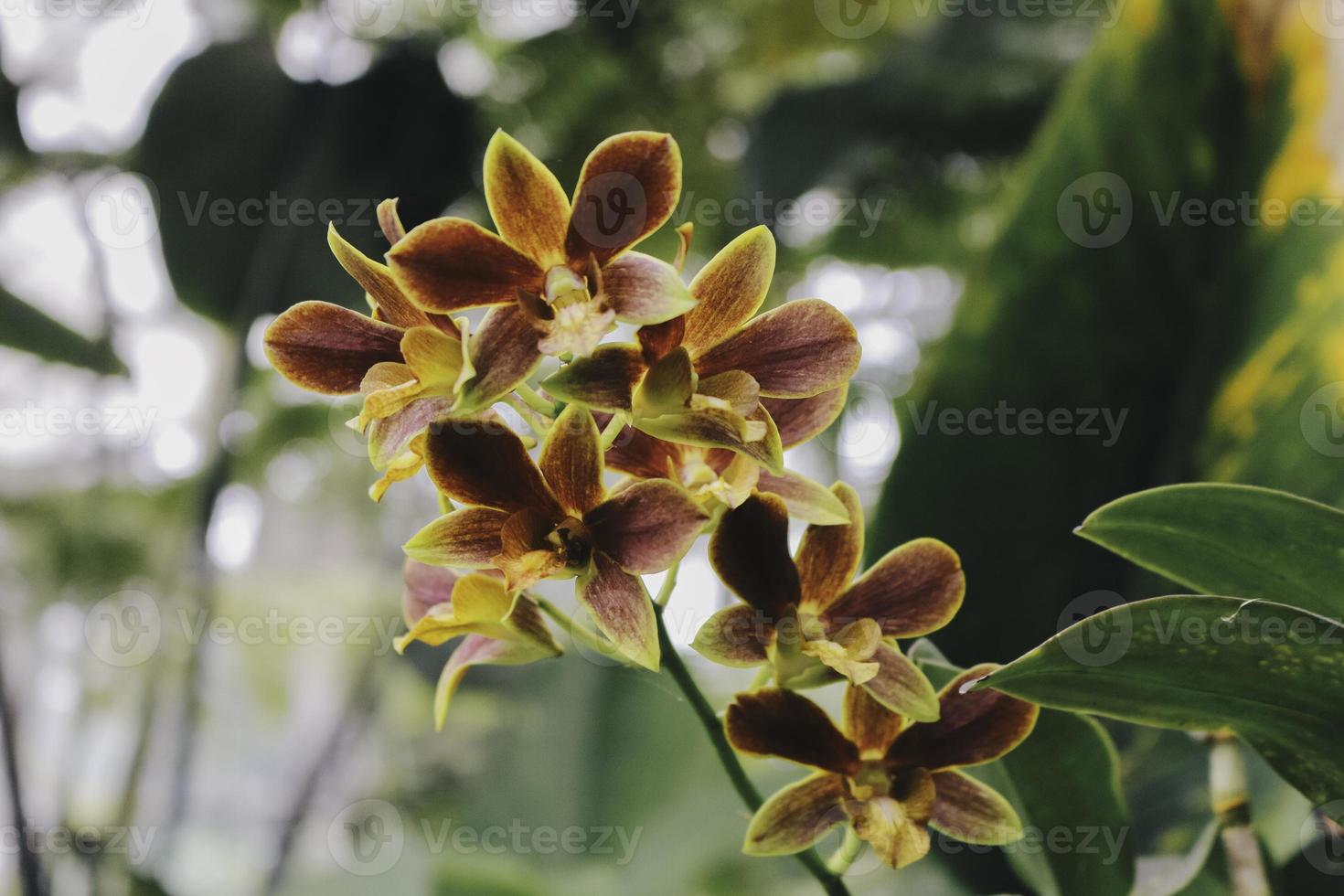 orquídeas catasetum, uno de los híbridos de orquídeas más singulares.  6481417 Foto de stock en Vecteezy
