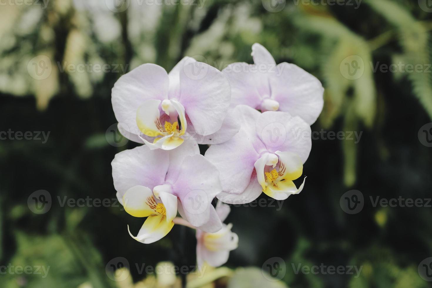 orquídeas polilla phalaenopsis, orquídea blanca y rosa. 6481431 Foto de  stock en Vecteezy